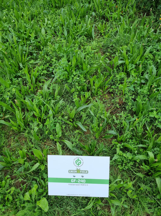 RSM 2.4 Greenfield Gebrauchsrasen Kräuterrasen