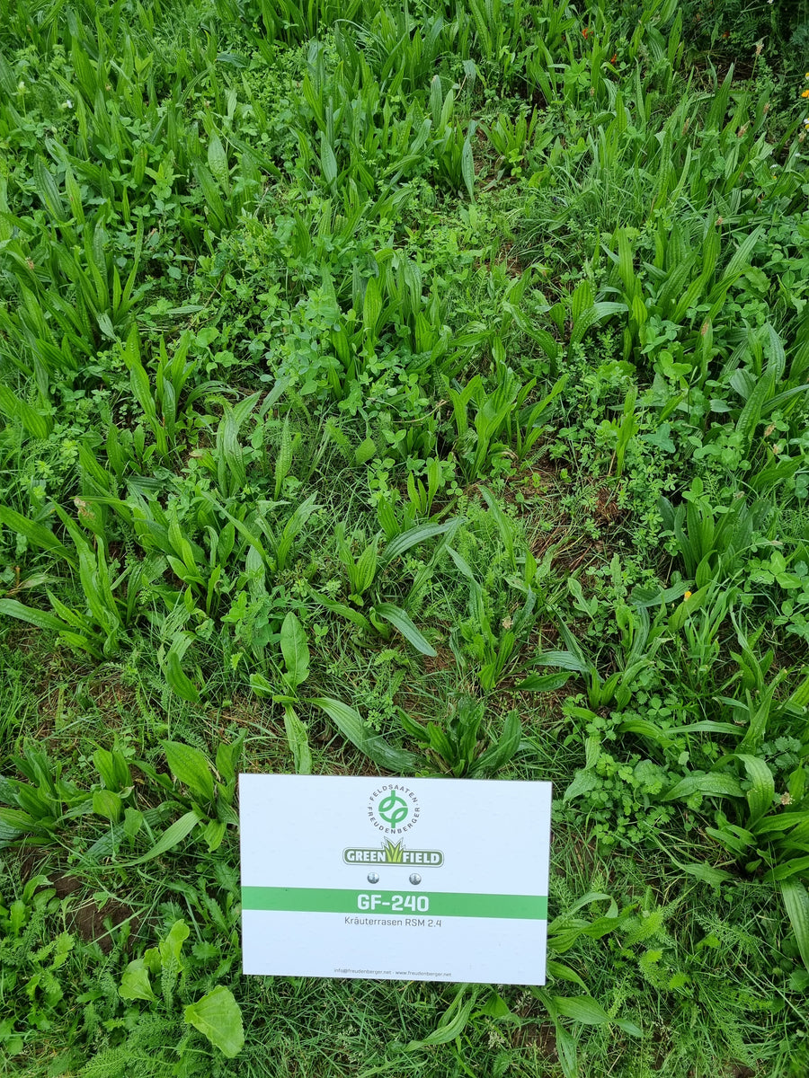 RSM 2.4 Greenfield Gebrauchsrasen Kräuterrasen – Knapkon