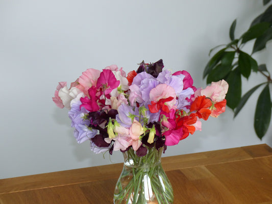 Lathyrus Odoratus - Wohlriechende Wicke - Spring Sunshine Formula Mixture
