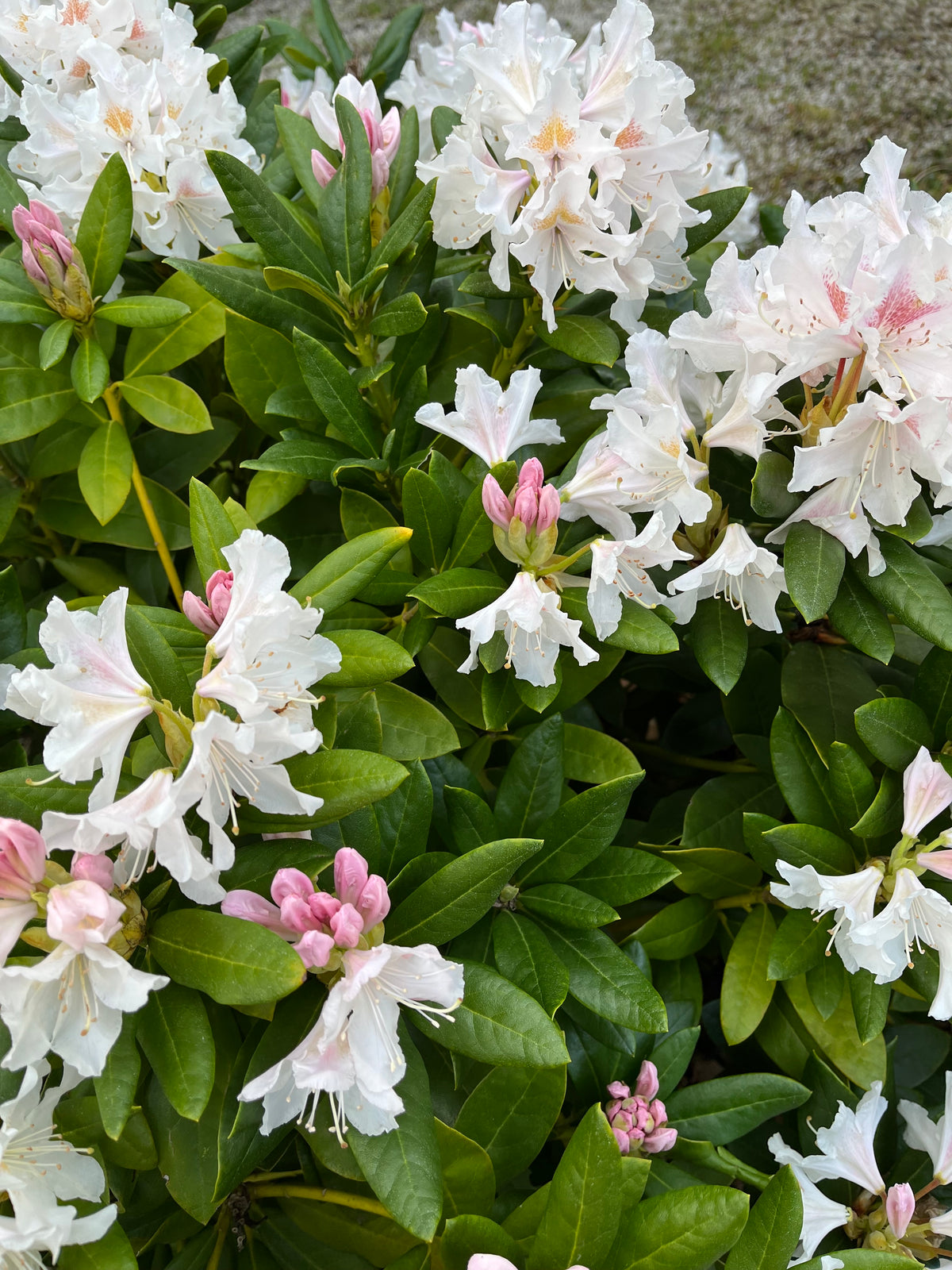 Knapkon Carbon Vital+ Rhododendron