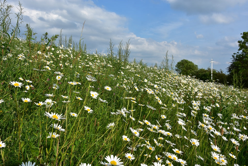 Blumenwiese regionalisiert