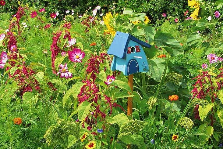 bio saatgut blumen Bio Saatgut Einjährige Blumen für Vögel