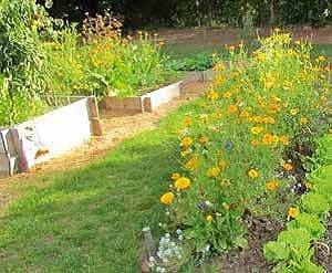 Nützlingsfördernde Blumen - mehrjährig