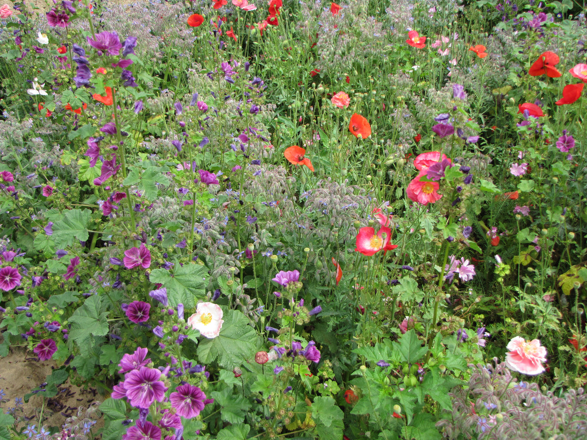 Blumen im Schatten – Knapkon