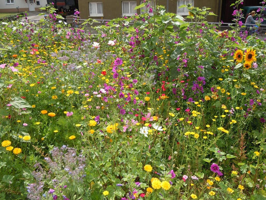 Bauerngarten mit Wildstaudenmischung
