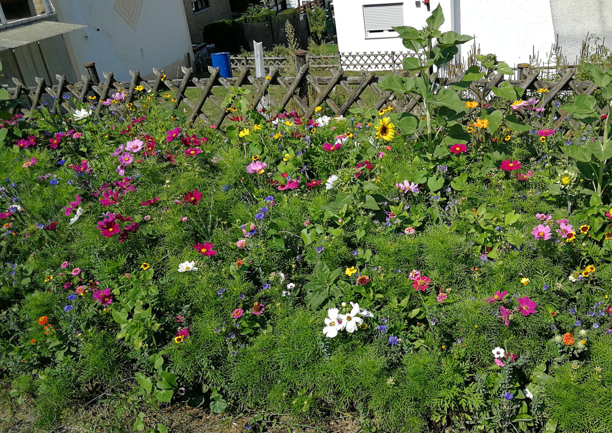 Wehretaler Sommertraum (Verdrängende Mischung)