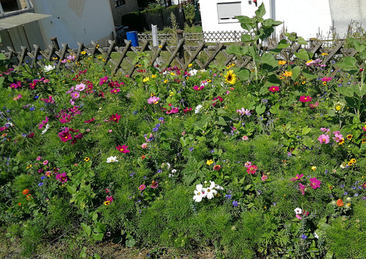 Wehretaler Sommertraum (Verdrängende Mischung)