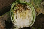 Symbiosil Booster  - Calcium-Power