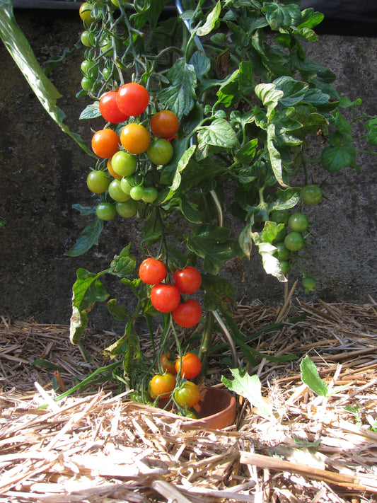 Knapkon Carbon Vital+ Tomatendünger "Aroma"