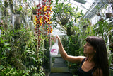 Melua 0.5 Orchideensprüher 360° Birchmeier