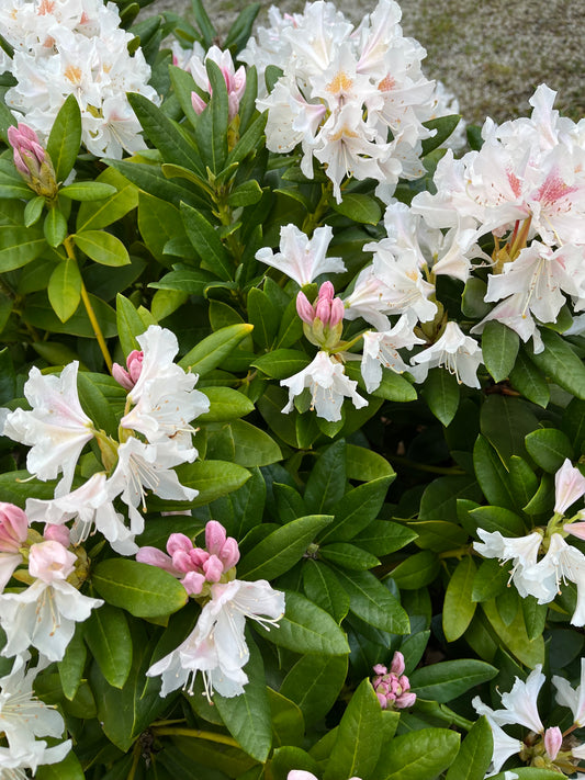 Knapkon Carbon Vital+ Rhododendron