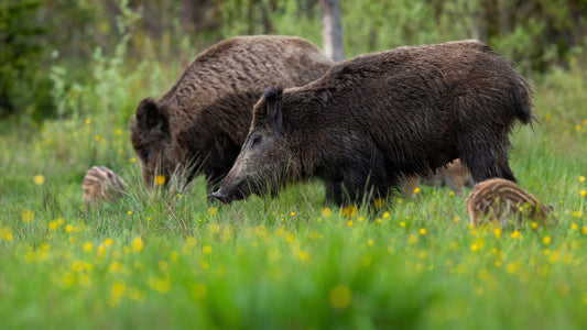 Wildschwein-Lockmischung
