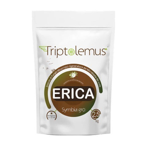 Triptolemus Erica / Mykorrhiza für ericoide Pflanzen