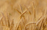 Symbiosprint Proteo - Energiemix