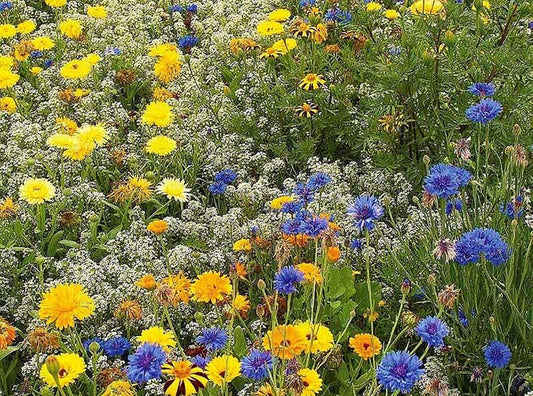 Nützlingsfördernde Blumen - mehrjährig
