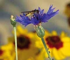 Nützlingsfördernde Blumen - mehrjährig