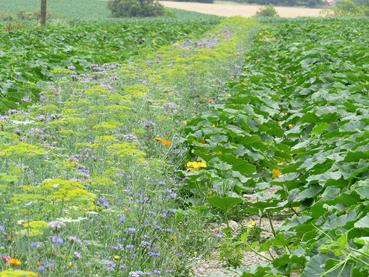 Oxipoli mehrjährig - Gemüseanbau Blumen und Nützlinge