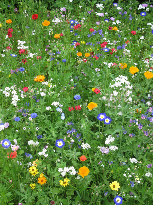 Eschweger Blütenzauber (Sprintermischung)