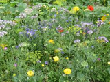 Oxipoli einjährig - Gemüseanbau Blumen und Nützlinge