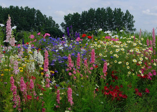 Massiflore (Ländliche Blumen)  - mehrjährig