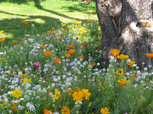 Blumen für alle Standorte
