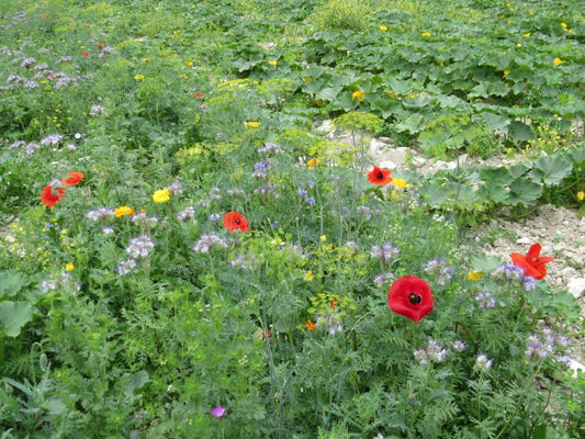 Oxipoli mehrjährig - Gemüseanbau Blumen und Nützlinge