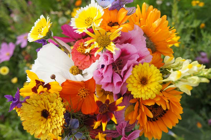 Power Flower