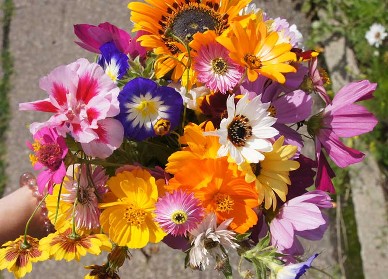 Power Flower