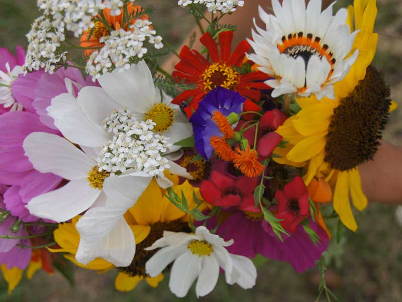 Power Flower