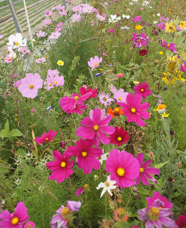 Power Flower