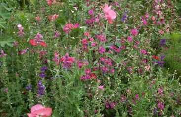Veitshöchheimer "Ganz in Rosa" (Rosa-Lila)