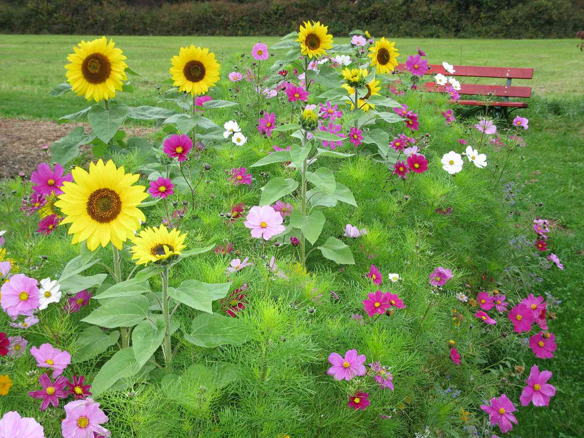 Wehretaler Sommertraum (Verdrängende Mischung)
