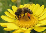 Veitshöchheimer Bienenweide