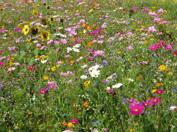 Power Flower