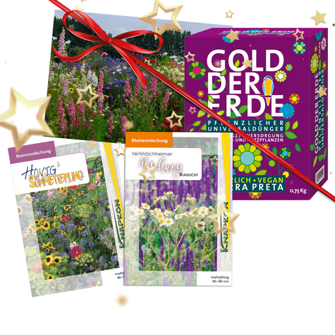 Weihnachts Blumen Box Mehrjährig