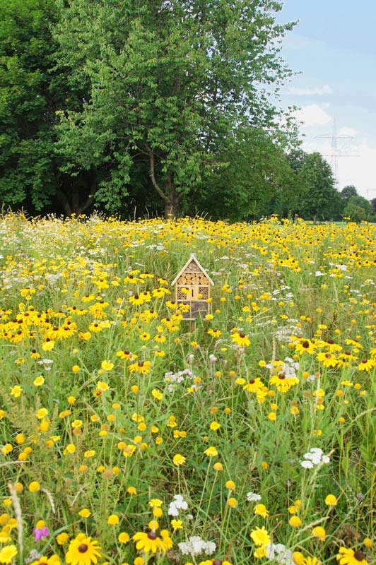Tapiflore Wiesenglanz - mehrjährig
