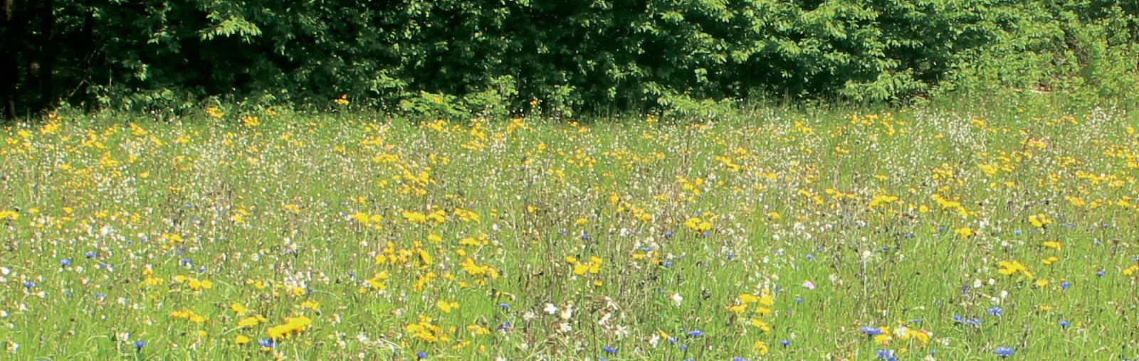 Blumenwiese